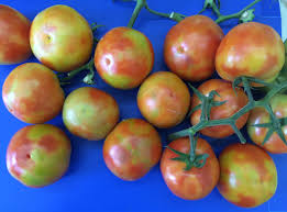 New Pest Alert: Tomato Brown Rugose Fruit Virus