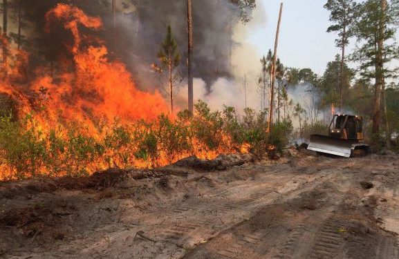 Most Wildfires in The Federation Are Deliberately Lit; Fire Department Calls on Culprits to Stop