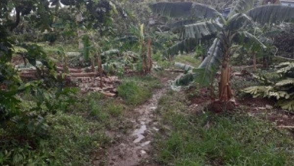 Elsa Causes Damage to Agricultural Production in St. Lucia