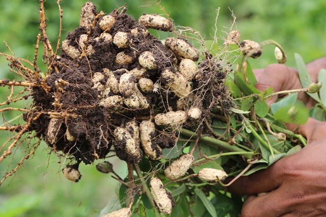 Local vendor pleased with NIA’s move into peanut cultivation