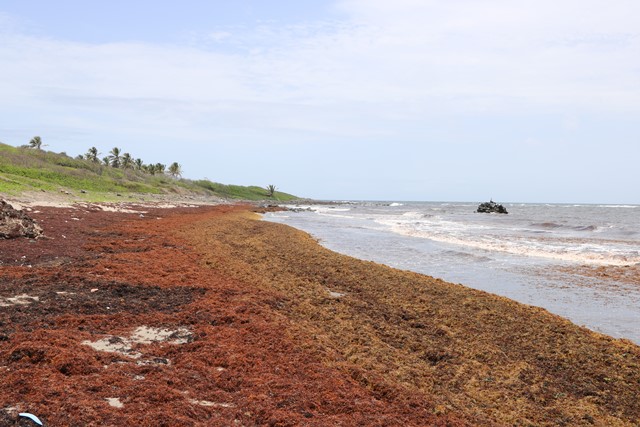 Sargassum affecting fishers in SKN; Min. of Agriculture seeks solution