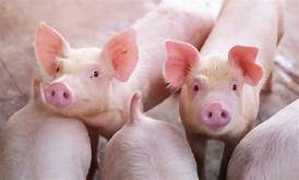 Experts Urge Coordinated Efforts In Caribbean, Latin America Against African Swine Fever