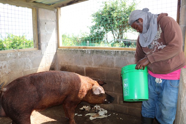 There’s money to be made in pig farming, Nevis Livestock Extension Officer Claxton says
