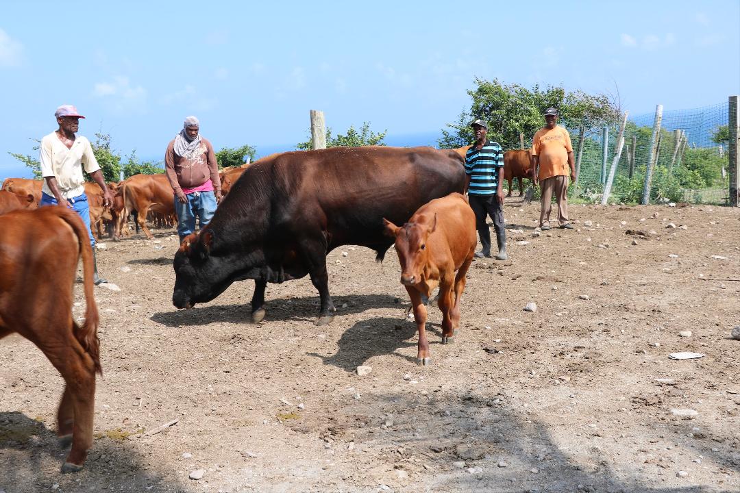 Demand for livestock at government owned farm in Nevis increasing; so is meat quality