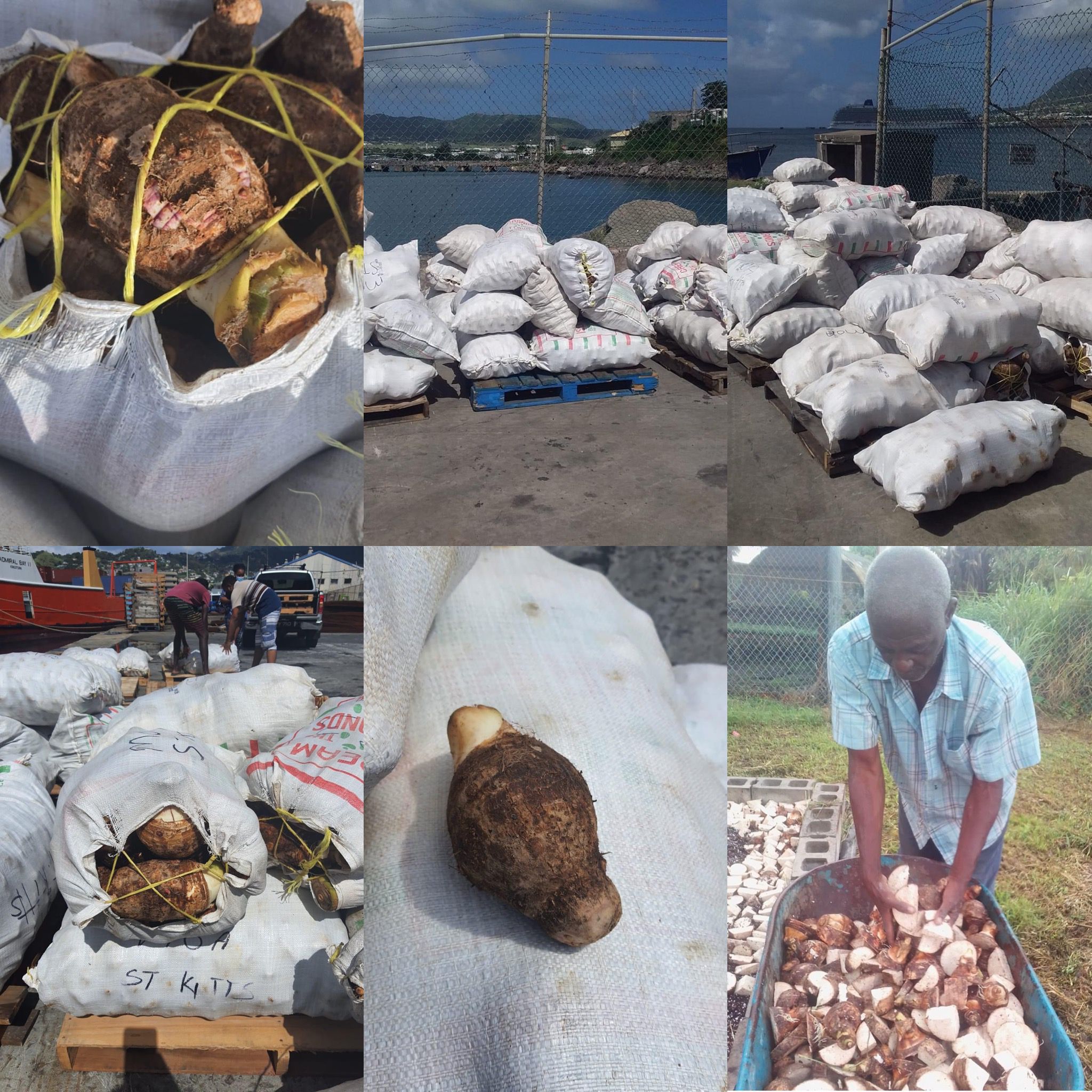 Over 5000 Lbs of Roots and Tubers Procured to Boost Crop Production in St. Kitts