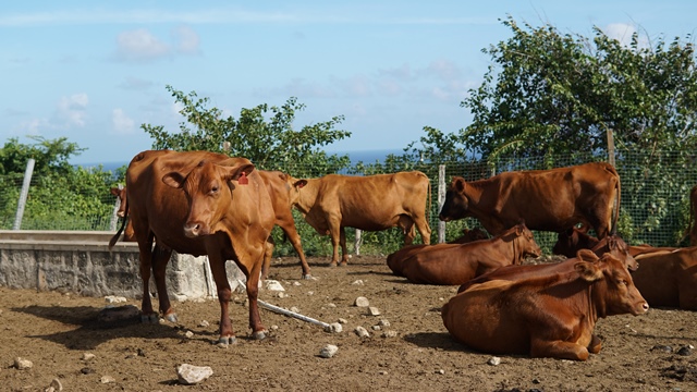 Nevis Department of Agriculture to hold cattle auction December 10