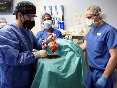 Surgeons transplant pig heart into human patient in medical first