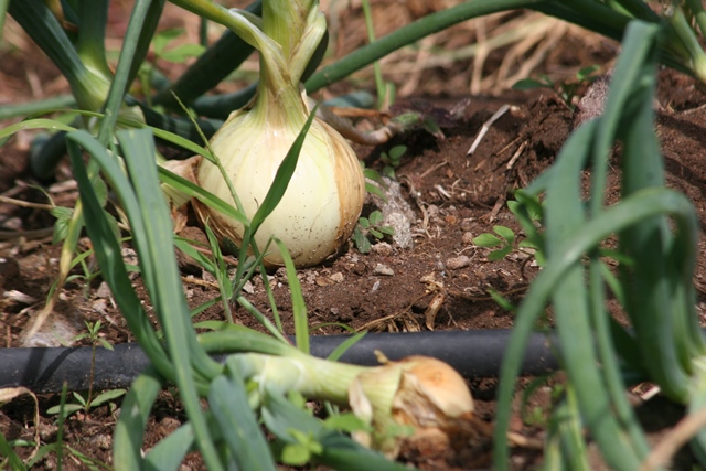 Nevis Agriculture official deems 2022 agriculture outlook as positive