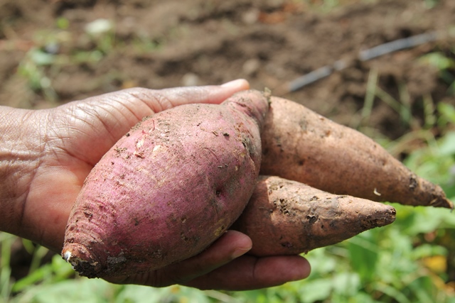 Nevis recording successes in food production