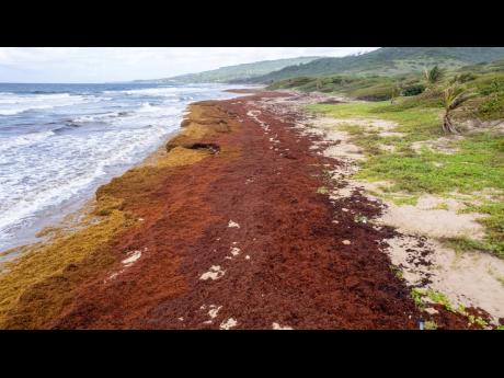 Record amount of seaweed is choking shores in the Caribbean