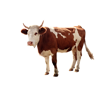 Cow Tosses Student at MUA