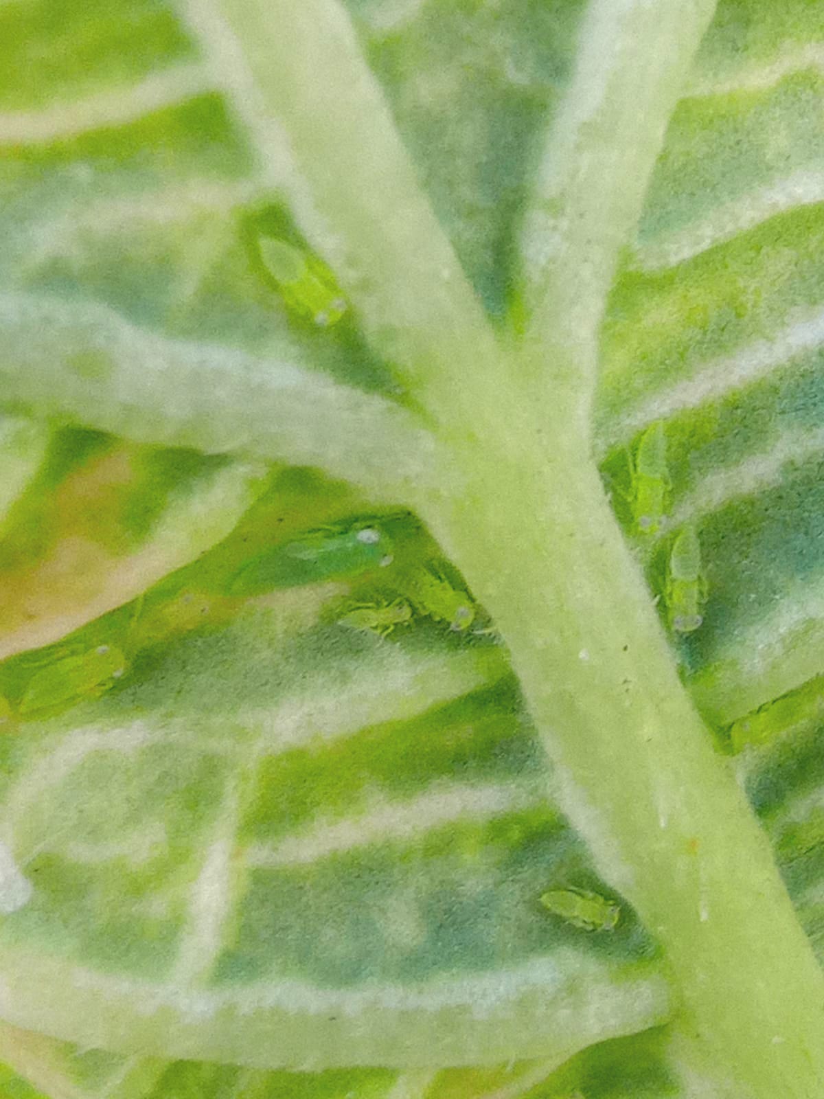 Nevis Dept. of Agriculture advises of new pest affecting certain crops