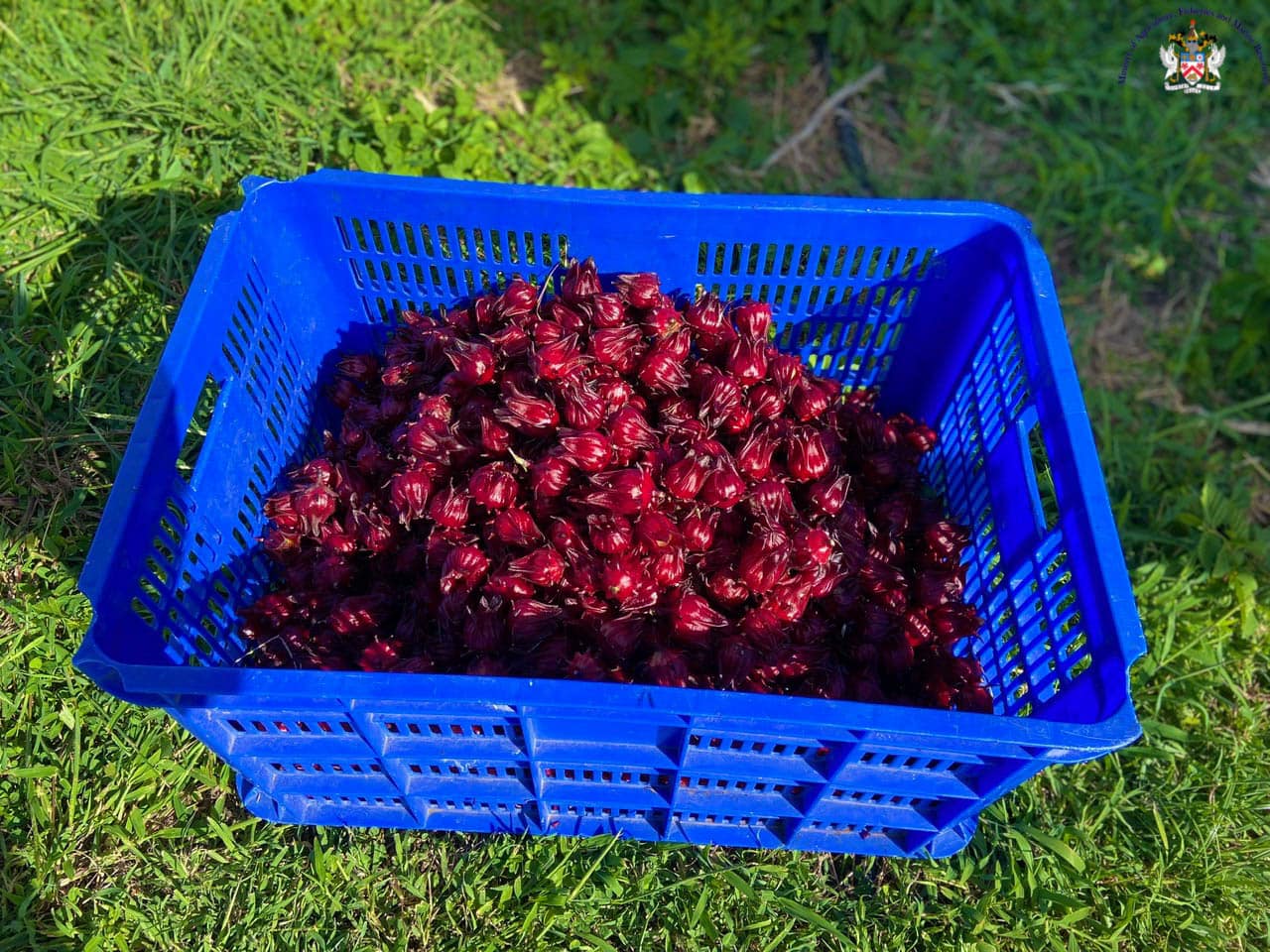 Sorrel Is Featured Product At 2022 Agri-Christmas Night Market