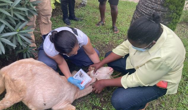 Small Ruminant Livestock Farmers and Stakeholders in Grenada receive important training in Livestock Management and Production