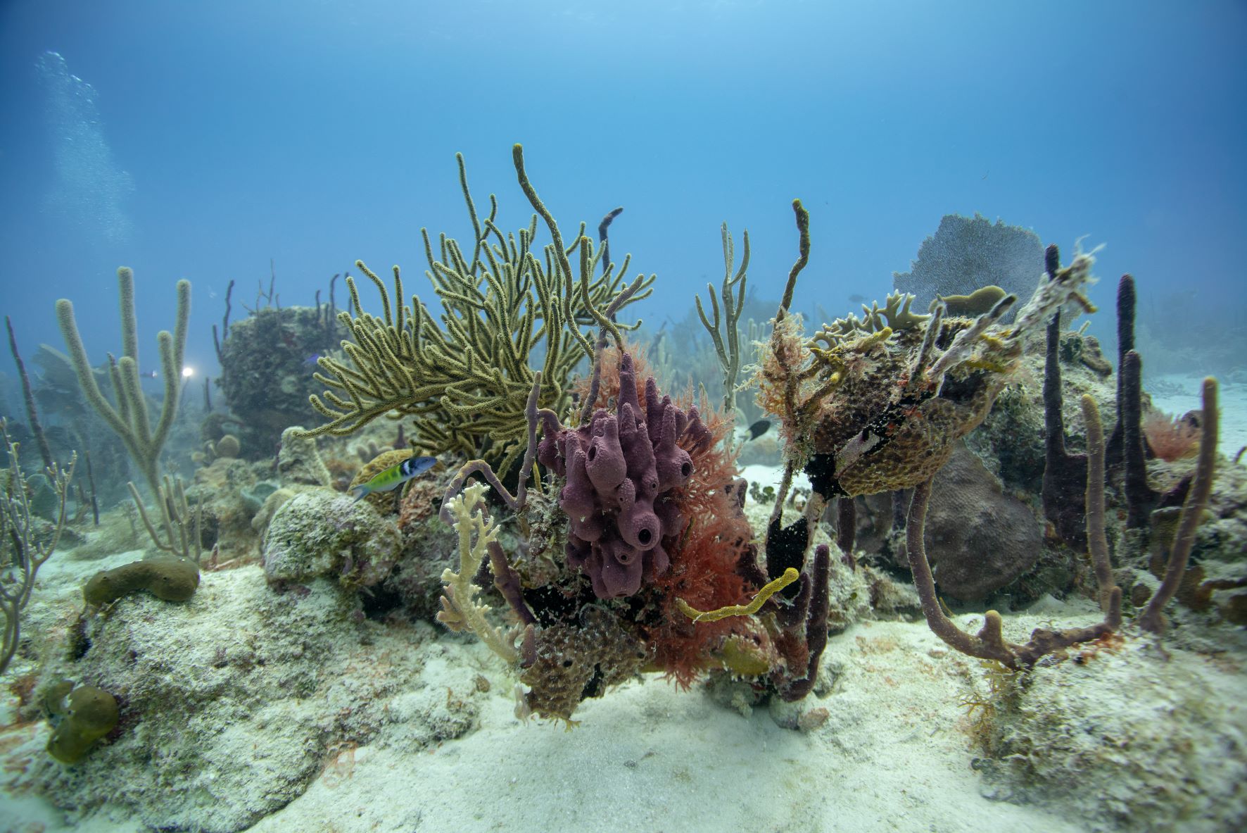 Caribbean Countries to benefit from German-funded TNC Project