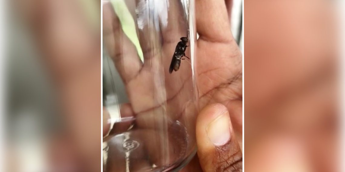 Insect production for animal feed in the Caribbean is a step closer to reality
