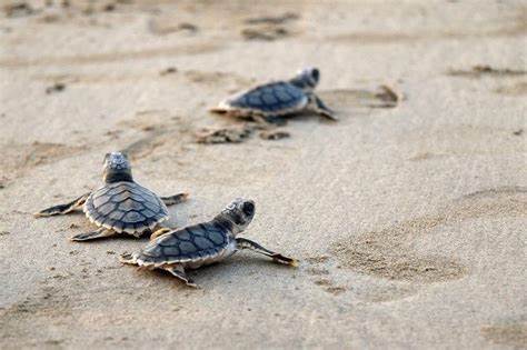 Notice : Capture and Sale of Marine Turtles Prohibited by Law in St. Kitts and Nevis