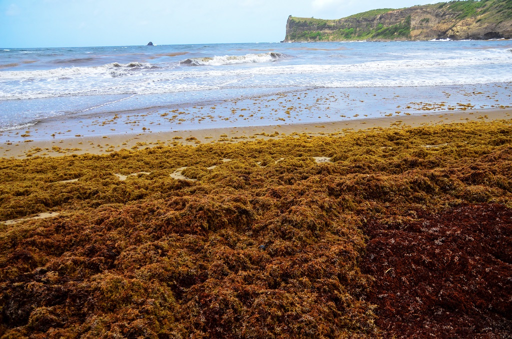 Sargassum levels likely to be severe in Eastern Caribbean …From mid-March to mid-June 2023