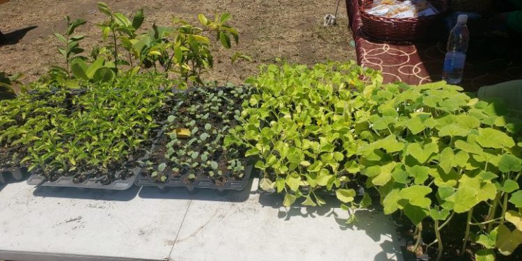 Department Of Youth Empowerment Promotes Backyard Farming