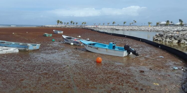Sica lauds Dominican Republic’s model for Sargassum management