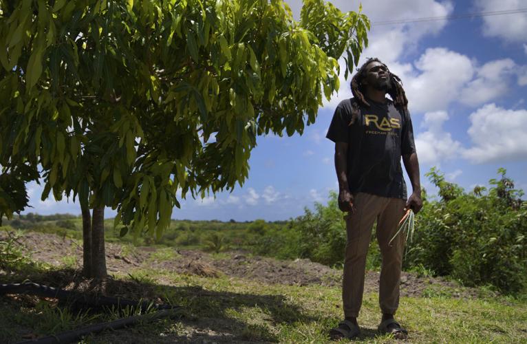 Rastafari gain sacramental rights to marijuana in Antigua and Barbuda, celebrate freedom of worship
