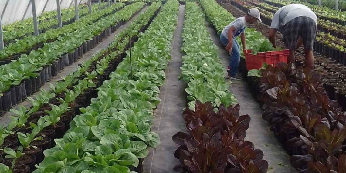 St Kitts And Nevis Take Steps to Substitute Lettuce and Sweet Pepper Imports