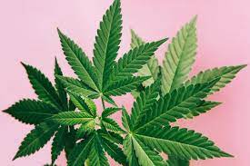 Nevis Premier supports latest national Cannabis Smoking Bill; entreats more comprehensive legislation