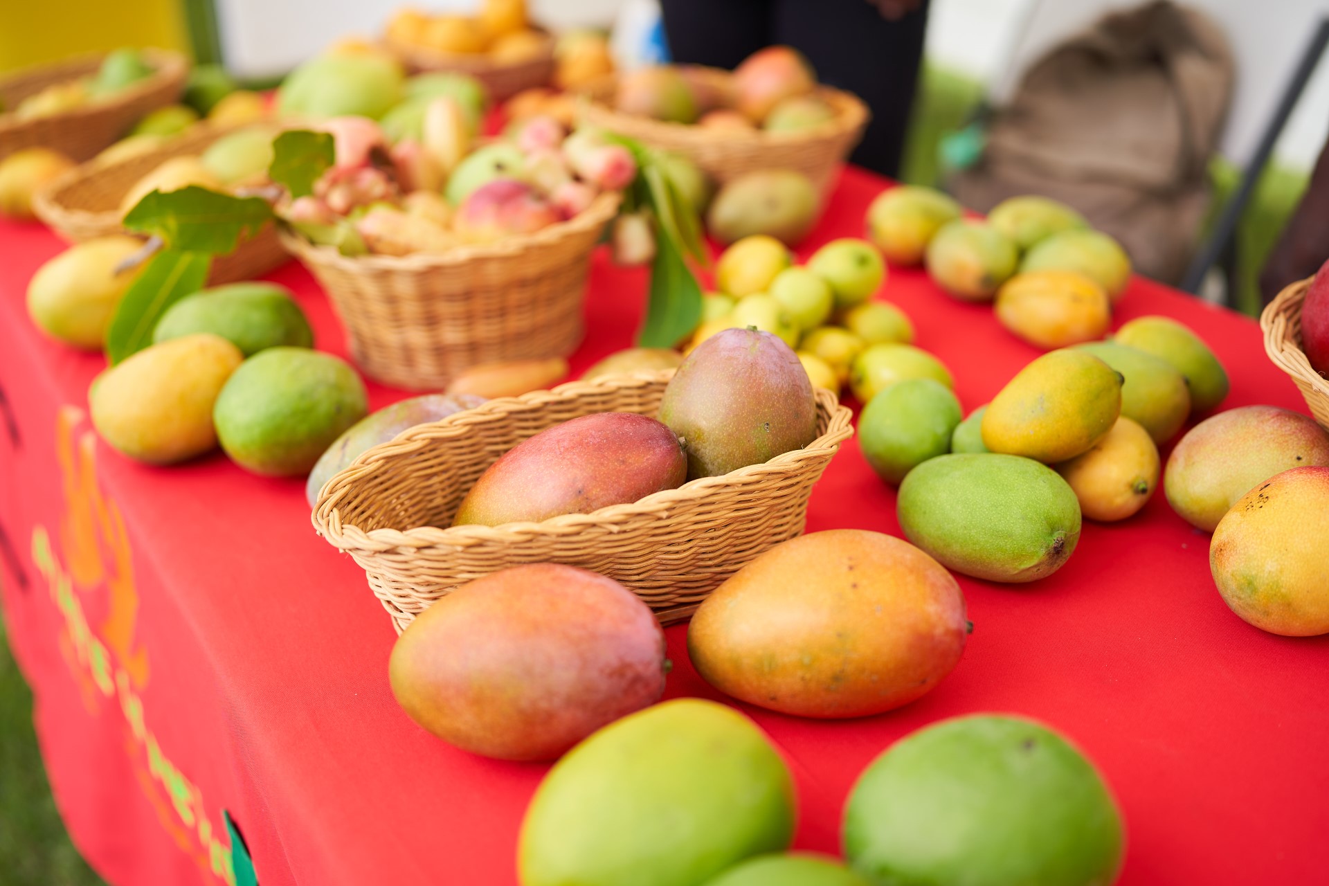Nevis Mango Festival 2023 shaping up to give successful outcome