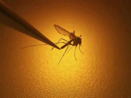 Climate change leads to growing risk of mosquito-borne viral diseases, EU agency says
