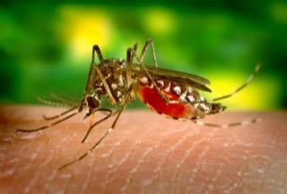 Dengue On the Rise in Guyana