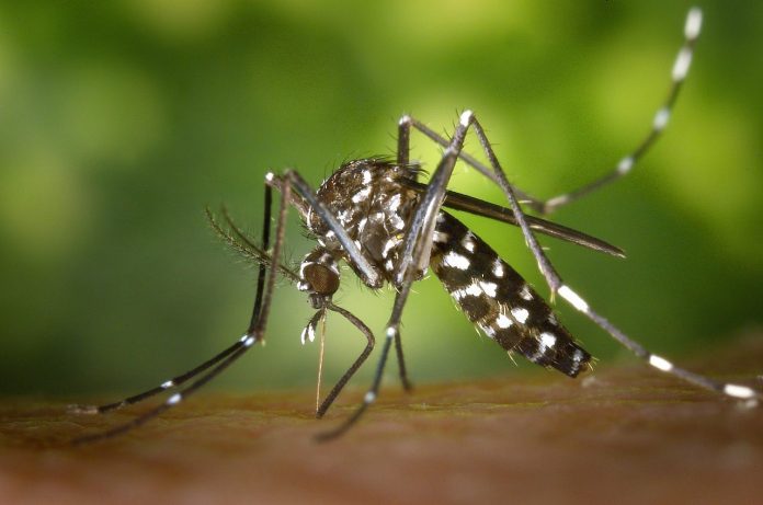 PAHO Broadens Surveillance for Mosquito-Borne Viruses in The Americas