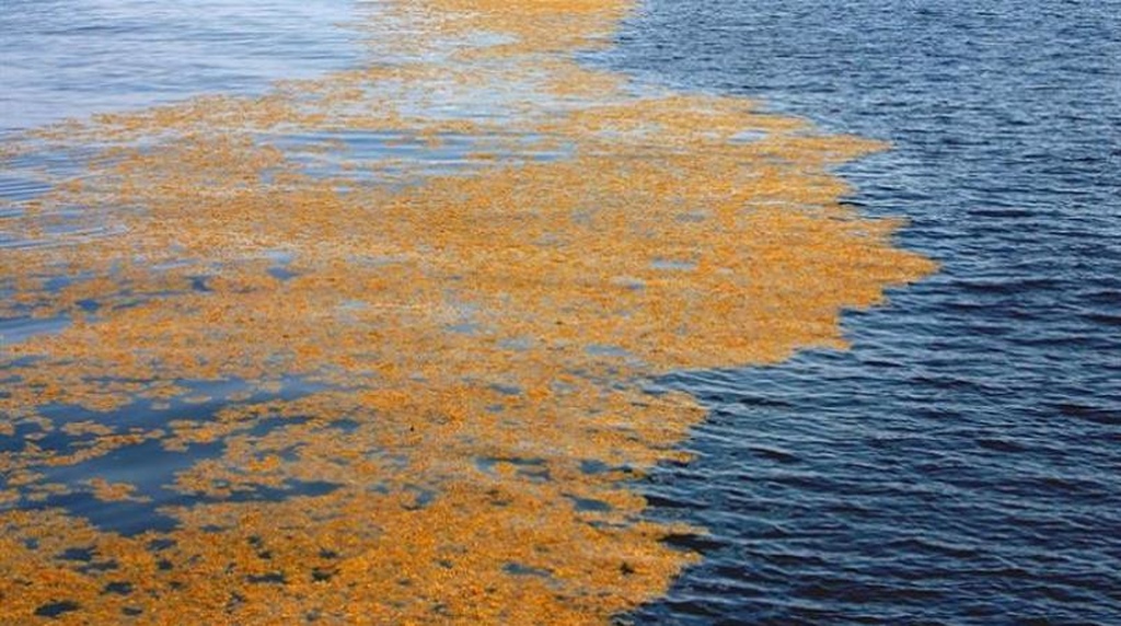 BVI: Sargassum Seaweed Causes Water Interruption on Virgin Gorda