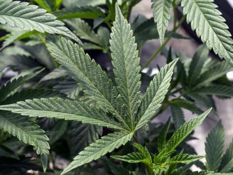 Marijuana Recommendation by US Health Agency Hailed as First Step to Easing Weed Restrictions