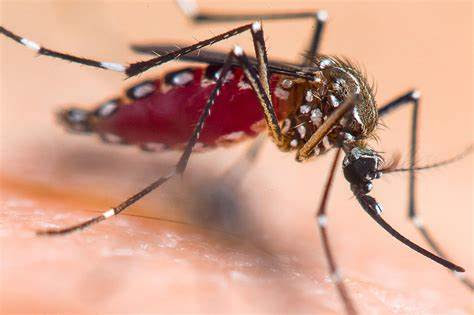 Ministry Of Health Press Release Re: Vector Borne Diseases Including Dengue