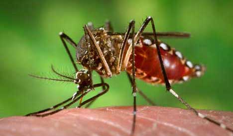 Public Urged to be Vigilant as Dengue Case Confirmed on Nevis