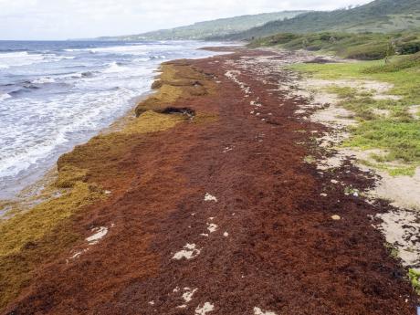 OECS Participates in Study Tour to Explore Solutions for Sargassum Influx in the Region