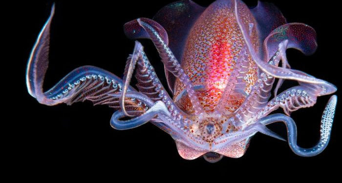 Diamondback Squid Takes Center Stage at Agri-Night Market for The World Food Day 2023 Edition