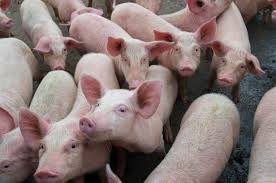 African Swine Flu  Bulletin
