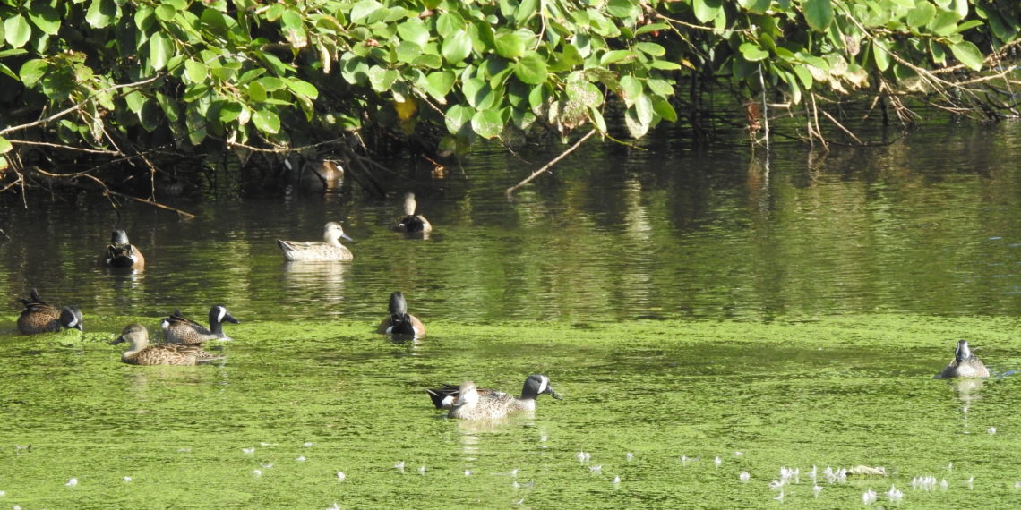 Wetlands Deserve our Attention