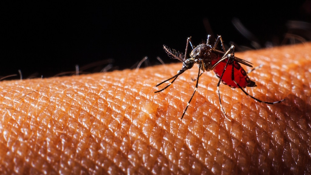 PAHO Warns of Increase in Dengue Cases in The Caribbean