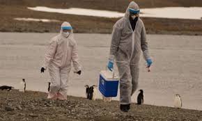 Risk of Bird Flu Spreading to Humans is ‘Enormous Concern’, Says WHO
