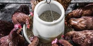 OECS Farmers To Benefit From Lower Animal Feed Prices
