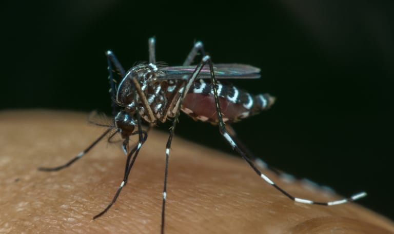 Caribbean Mosquito Awareness Week Urges Public Action Against Vector-Borne Diseases
