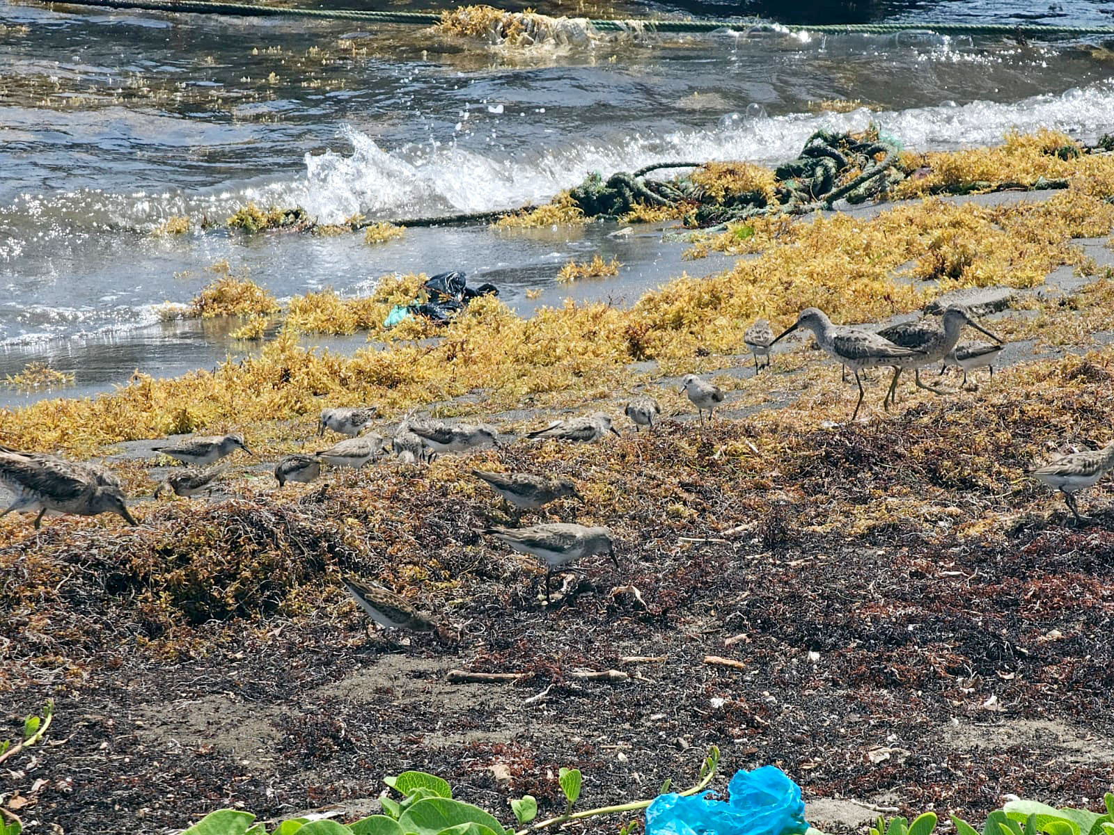 Boosting Biodiversity in St. Kitts & Nevis: OECS and EU Take Action
