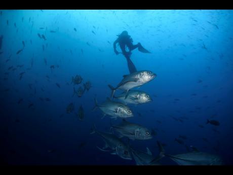 Pressure Grows for Countries to Deliver on Biodiversity Targets