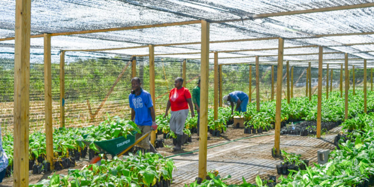 Ministry Of Agriculture Hands Over Thousands of Bananas and Plantain Suckers to Farmers and Backyard Gardeners