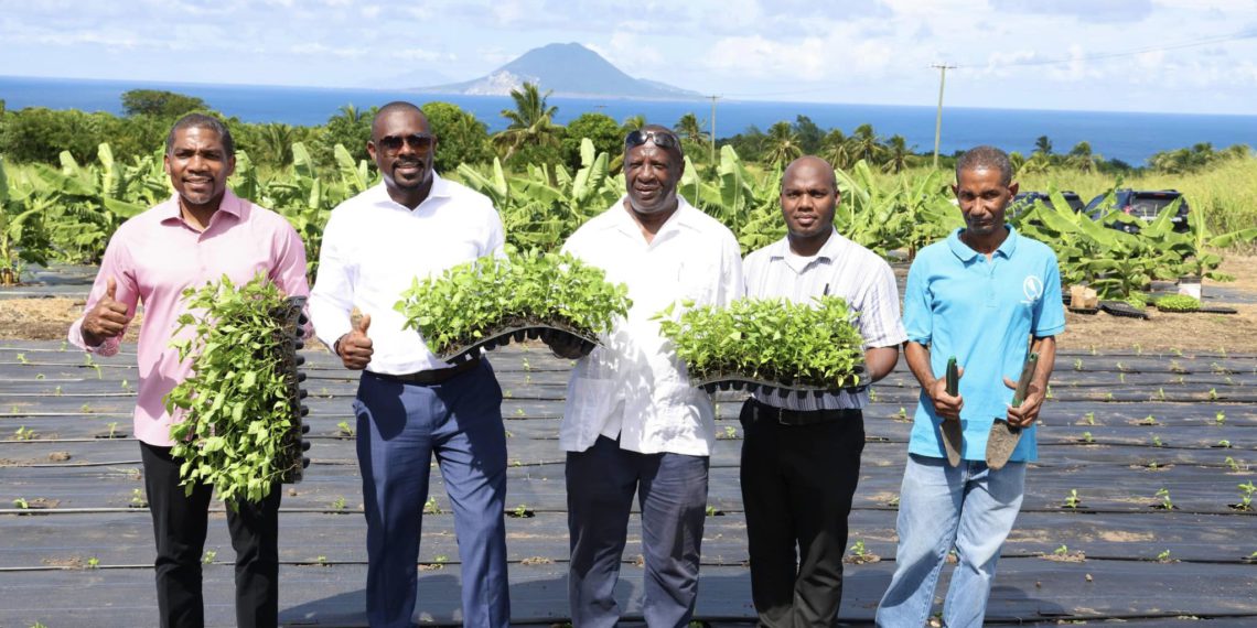 St. Kitts Marks Historic Milestone with Launch of First-Ever Tabasco Pepper Planting Project