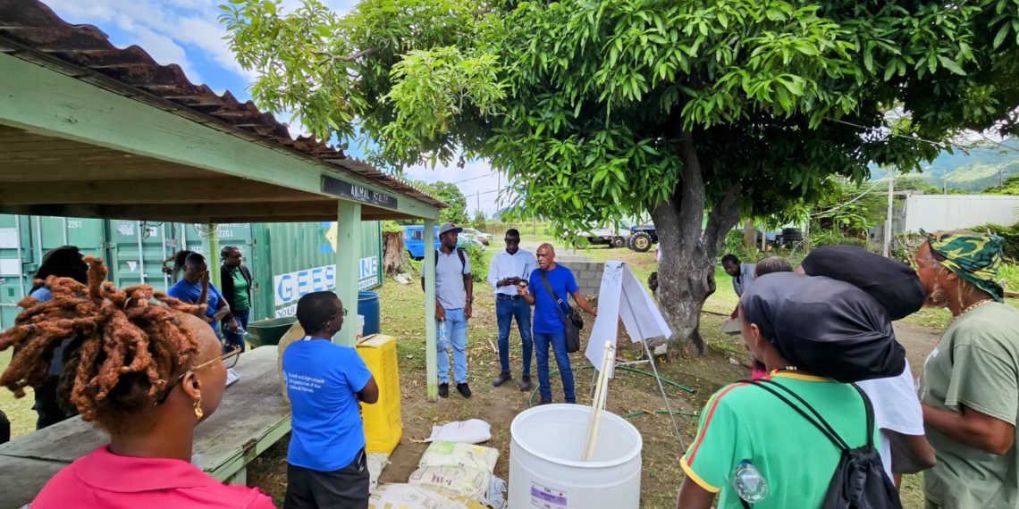 St Kitts and Nevis’ Sweet Pepper and Lettuce Farmers Work to Increase Productivity and Yields