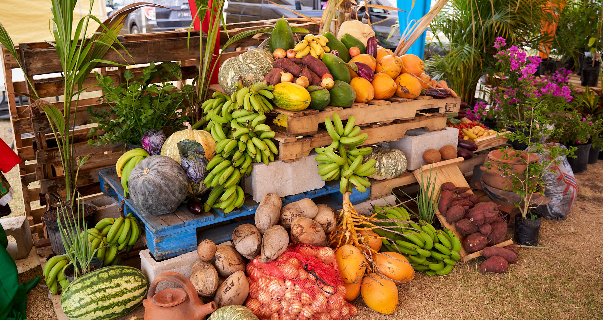 Nevis Sees Continued Growth in Food Production, Making Significant Gains in Food Security