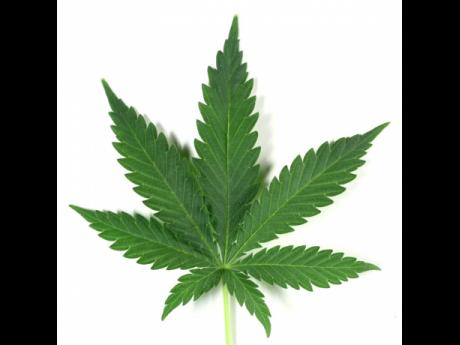 Goverment of Grenada Decriminalise Marijuana